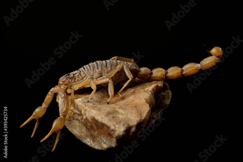 escorpión acechando en una piedra (Buthus occitanus) Marbella Andalucía España	