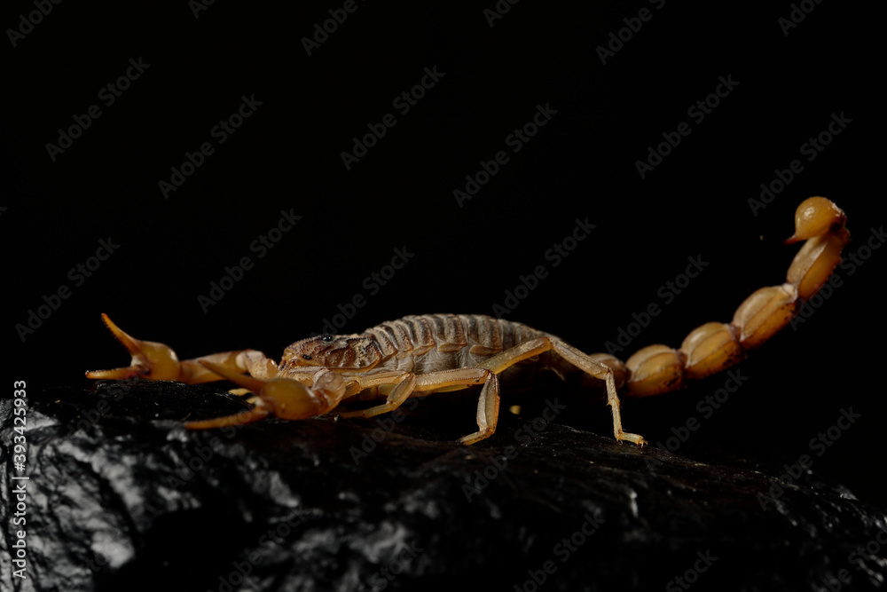escorpión asechando sobre una piedra con fondo negro (Buthus occitanus) escorpión asechando sobre una piedra con fondo negro (Buthus occitanus)
