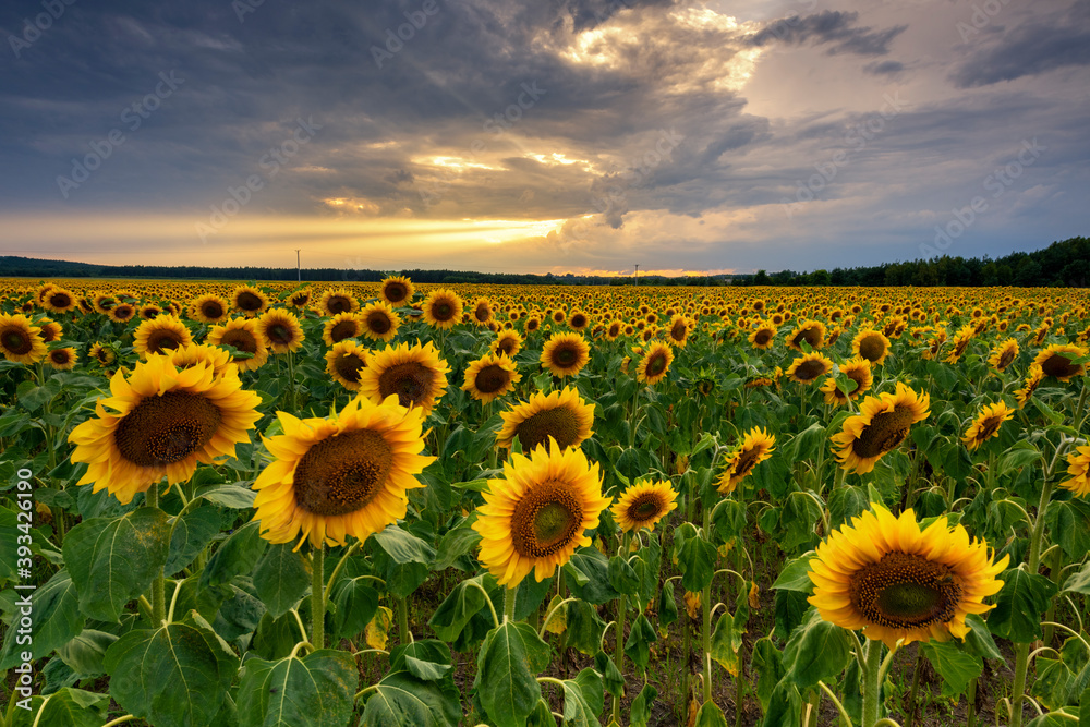 Fototapeta premium Beautiful sunset over sunflower field