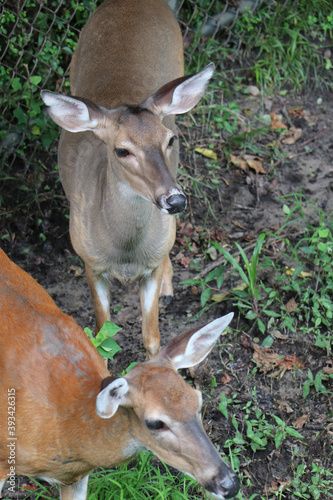 a couple of red tailed deer © Lushero