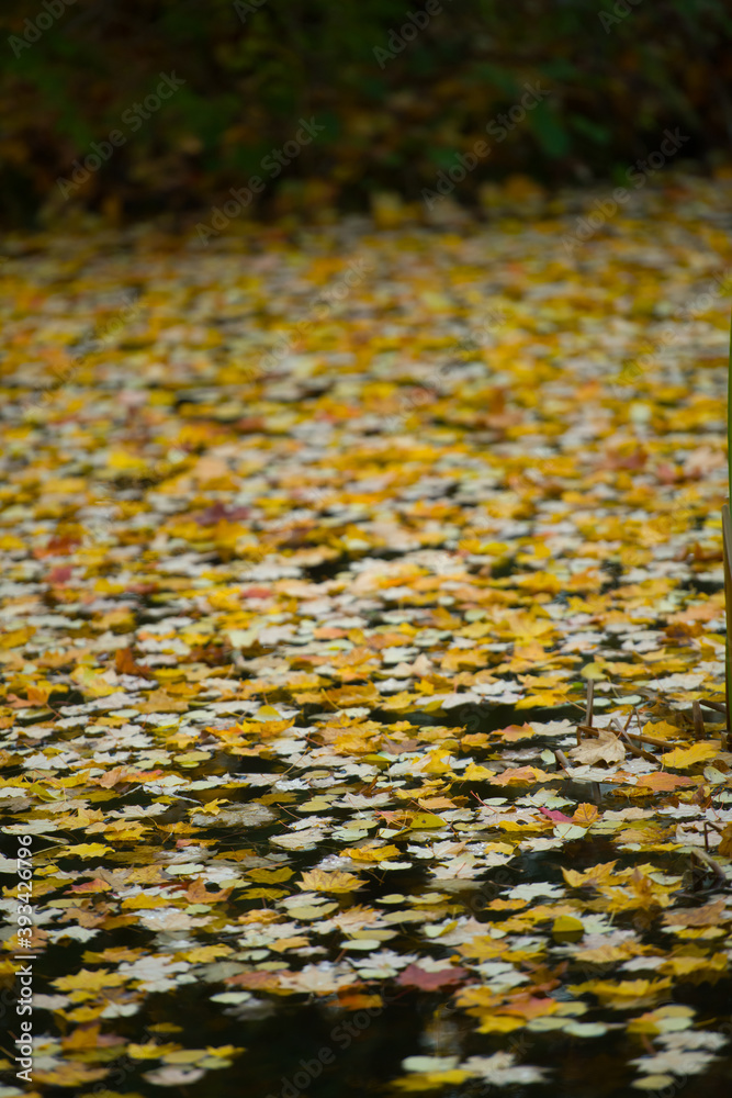 fall leaves floating in water on pond in late autumn fall leaves floating in water on pond in late autumn
