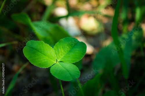 Wallpaper Mural The red clover (lat. Trifolium pratense), of the family Fabaceae. Torontodigital.ca