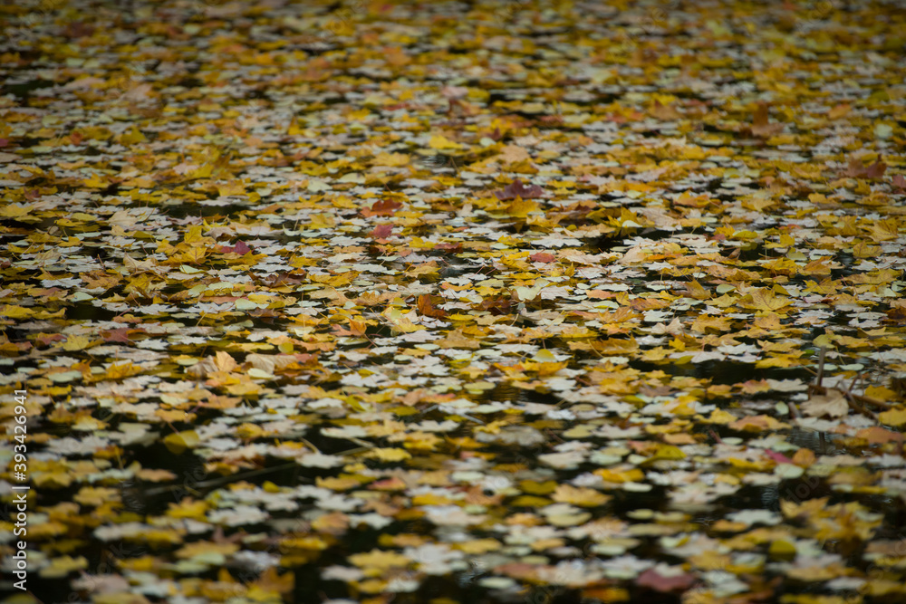 fall leaves floating in water on pond in late autumn fall leaves floating in water on pond in late autumn