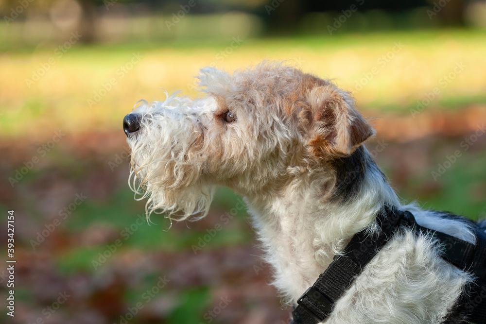 Retrato de perfil de perro Fox Terrier en la naturaleza Retrato de perfil de perro Fox Terrier en la naturaleza