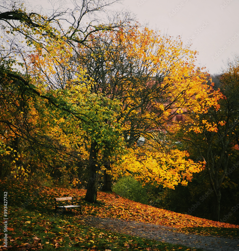 Fototapeta premium Autunm tree with a bench