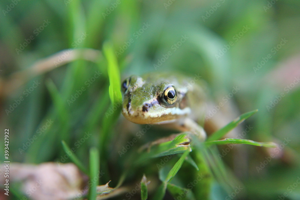 Frosch Frosch