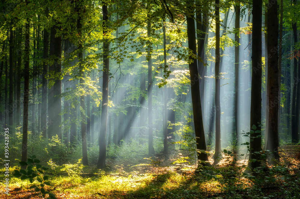 Obraz premium Beautiful sunny morning in magic forest