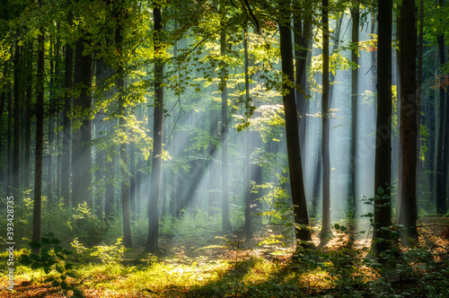 Beautiful sunny morning in magic forest © Piotr Krzeslak
