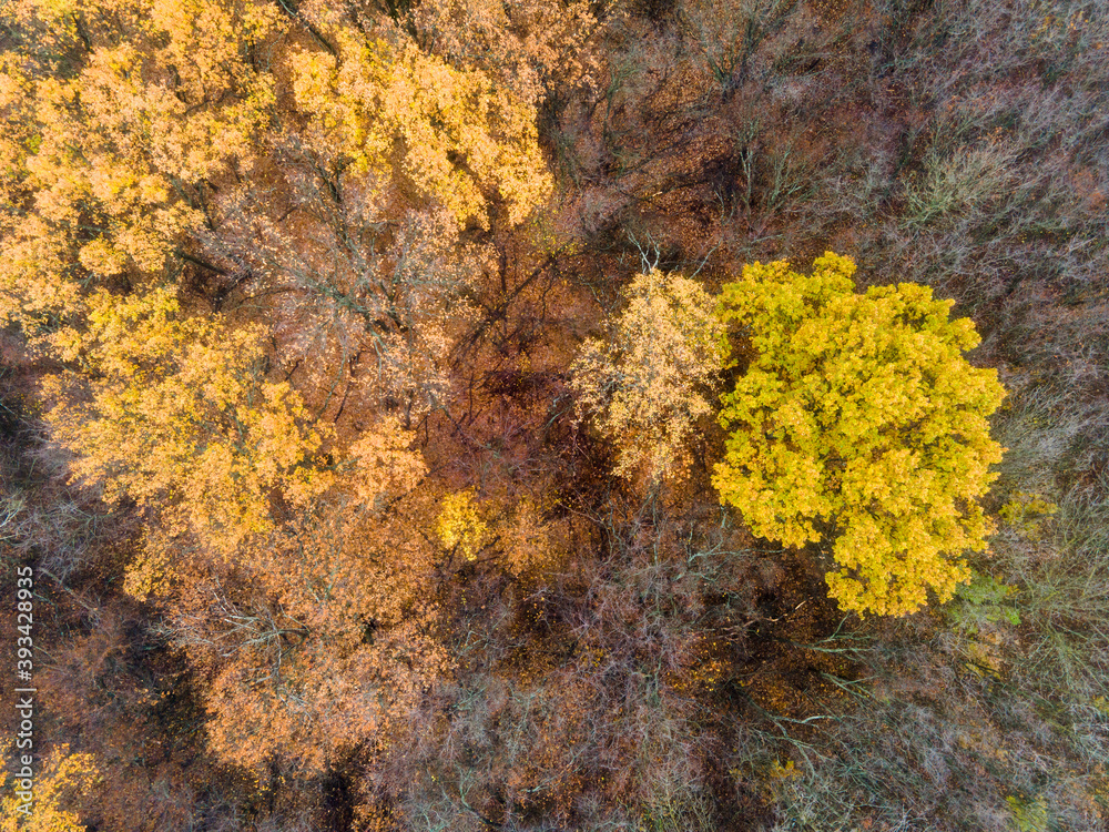 Aerial view of autumn forest. Fall landscape with red yellow trees. Nature Landscape background Aerial view of autumn forest. Fall landscape with red yellow trees. Nature Landscape background