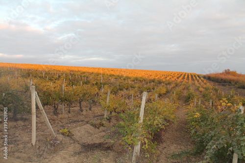 grape fields in autumn 