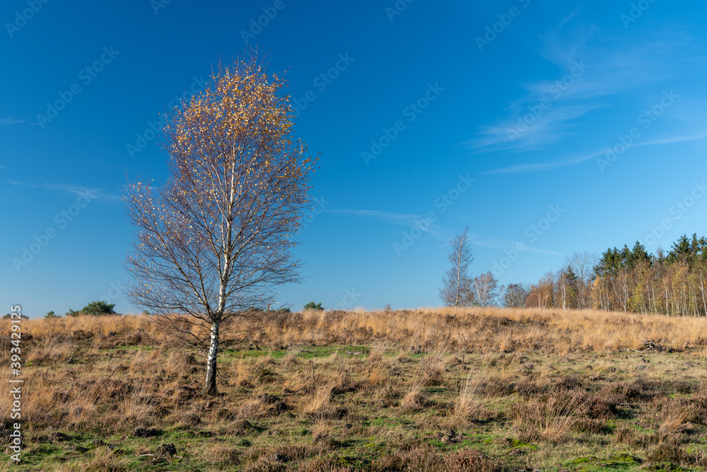 Tree in heath landscape