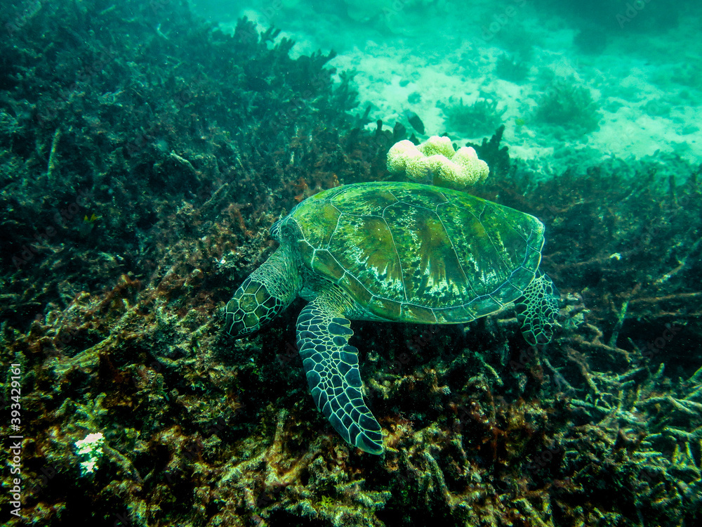Obraz premium Diving at Great Barrier Reef, Outer Reef, Cairns, Queensland, Australia