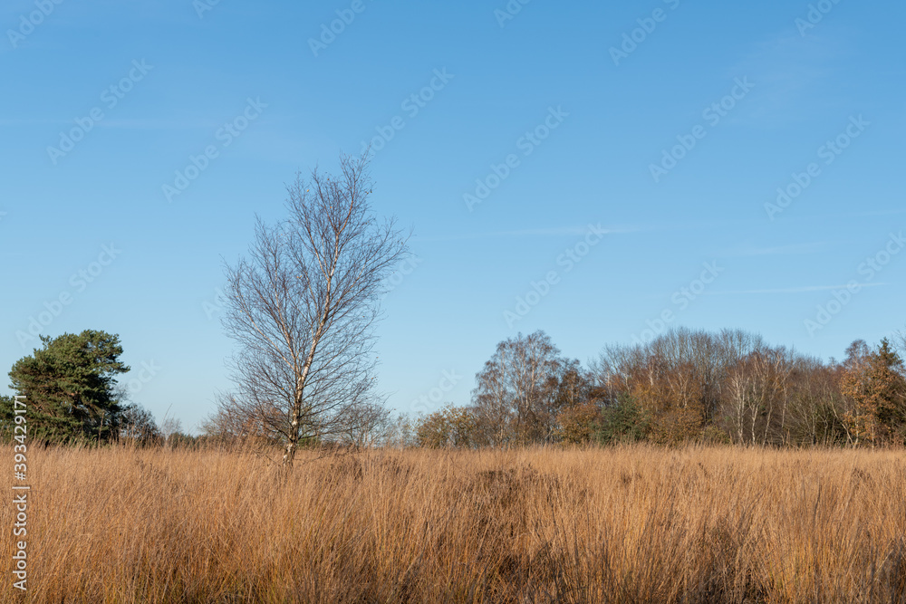 Tree in heath landscape Tree in heath landscape