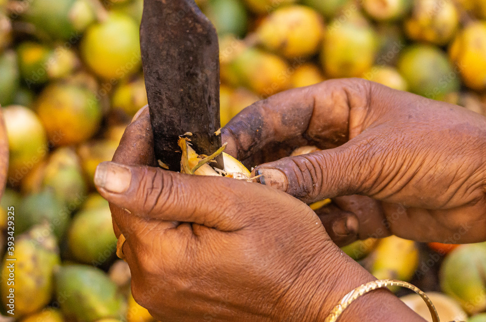 Kadenahalli, Karnataka, India - November 3, 2013: Closeup of hand and knife peeling betel nut with heap of them in faded background.