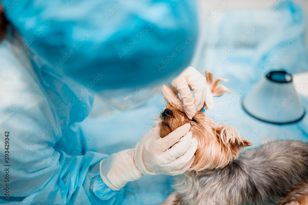 Yorkshire terrier dog in a veterinary clinic, the doctor treats the dog eyes. Yorkshire terrier dog in a veterinary clinic, the doctor treats the dog eyes.