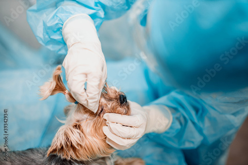 Fototapeta Naklejka Na Ścianę i Meble -  Yorkshire terrier dog in a veterinary clinic, the doctor treats the dog eyes.