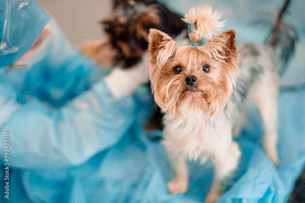 Yorkshire Terrier dog in a veterinary clinic. Yorkshire Terrier dog in a veterinary clinic.