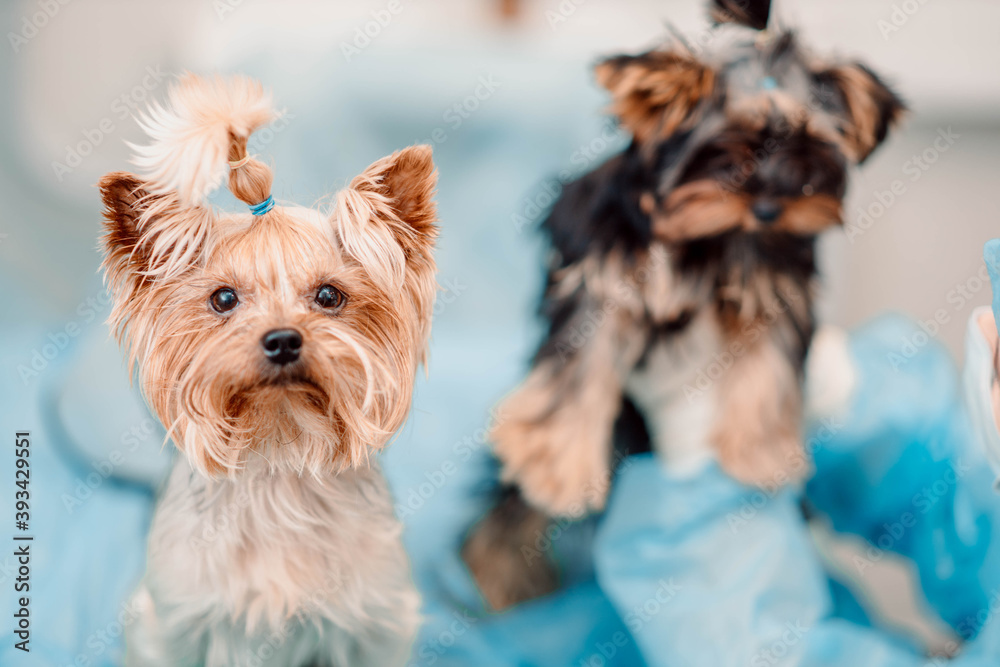 Yorkshire Terrier dog in a veterinary clinic. Yorkshire Terrier dog in a veterinary clinic.