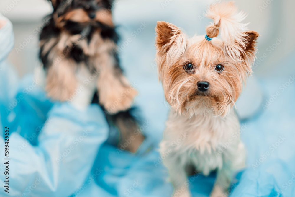 Yorkshire Terrier dog in a veterinary clinic. Yorkshire Terrier dog in a veterinary clinic.
