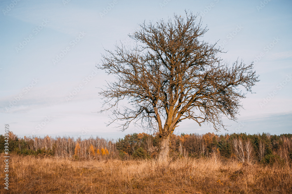 tree without leaves on a hill, blue sky, beautiful autumn tree without leaves on a hill, blue sky, beautiful autumn
