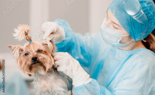 female veterinarian cleans the ears of a Yorkshire terrier dog. Pet health check.