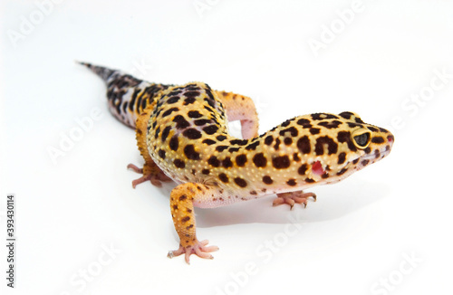Gecko © gwimages
