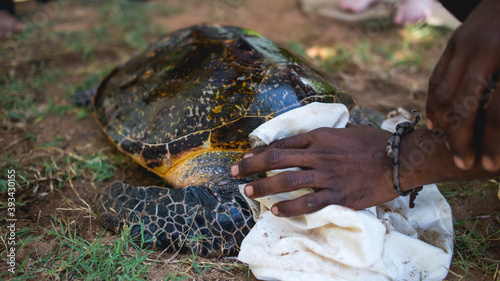 Wildlife conservationist tagging and helping sea turtle