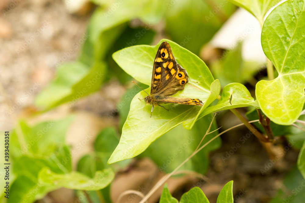 Mariposa de los muros.Maculada. Pararge aegeria Mariposa de los muros.Maculada. Pararge aegeria