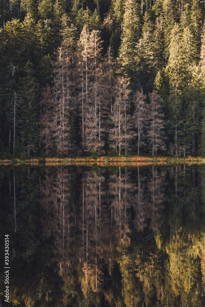 reflection of trees in the water reflection of trees in the water