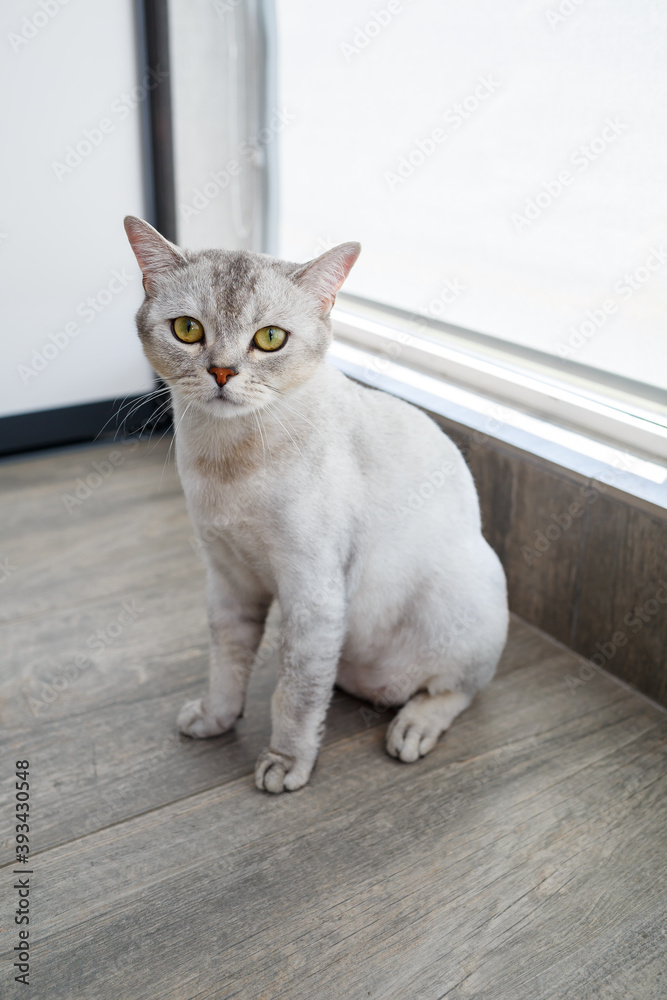 Playful british shorthair cat sits comfortably on the floor and looks at the camera at home