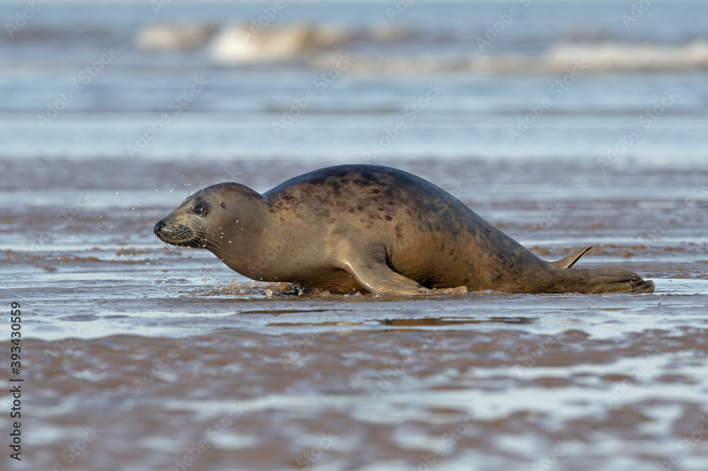 Fototapeta premium Harbour Seal (Phoca vitulina) hauling out from the edge of the ocean