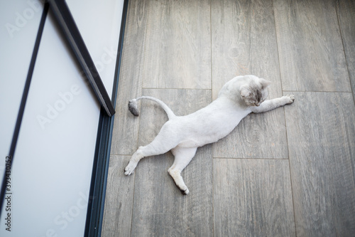 Short-haired British shorthair cat of gray color. Domestic cat lies on the floor