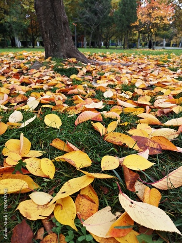 Autumn leaves on the ground