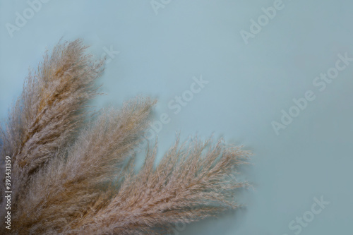 Cortaderia selloana, fluffy pampas grass on blue background