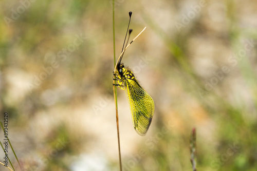 Libelloides longicornis. Ascaláfido. Insecto pariente de las hormigas león. photo