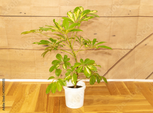Schefflera plant indoor with healtly leaves. How to grow Schefflera at home