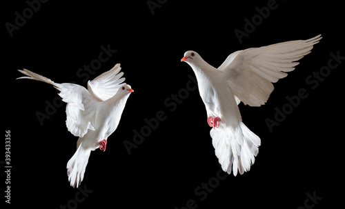 two white dove sacred bird flying on a black background