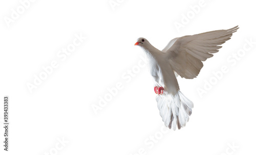 white dove sacred bird flying on white background