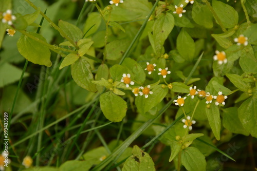 Guasca flowers (Galinsoga parviflora), a wide distributed invasive species. photo