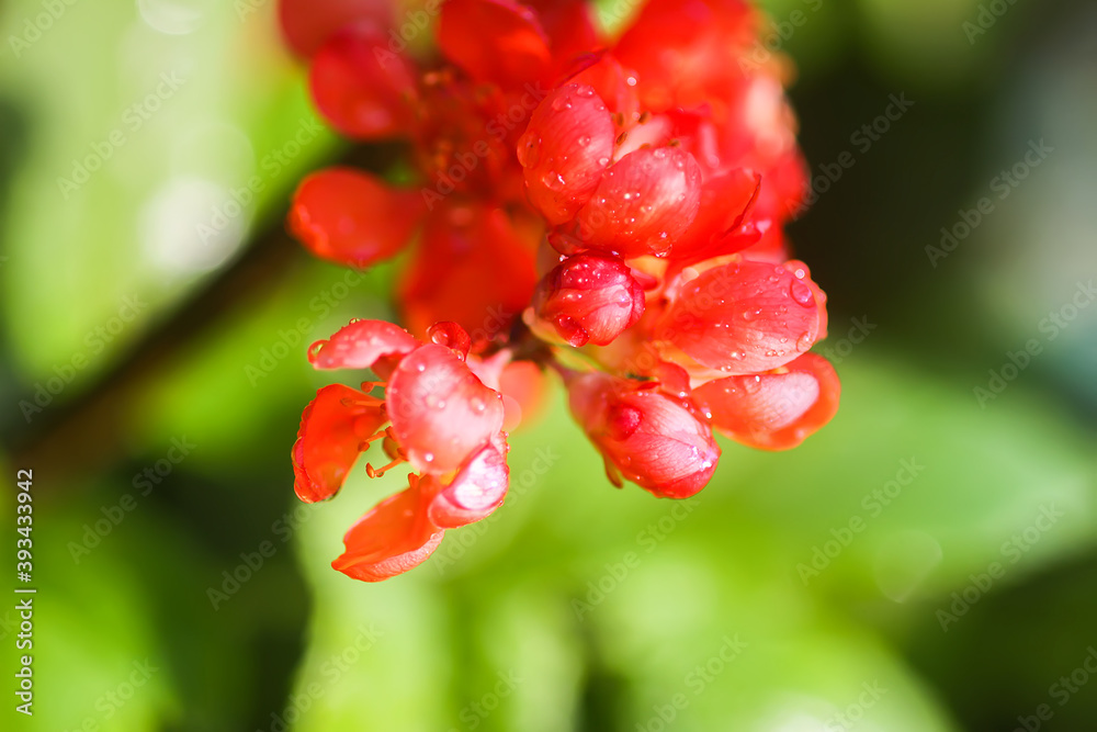 Beautiful flowers of the japanese quince plant in blossom.
