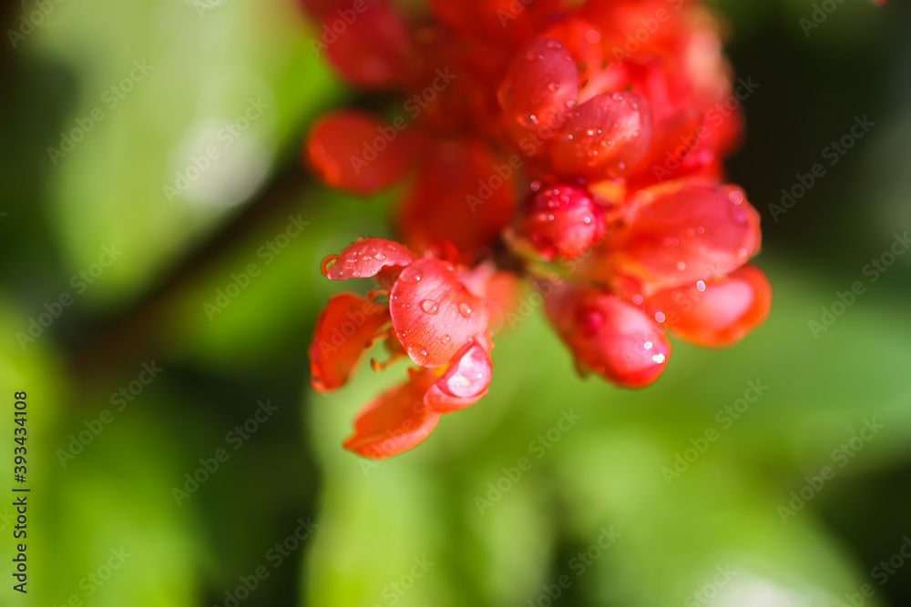 Beautiful flowers of the japanese quince plant in blossom. Beautiful flowers of the japanese quince plant in blossom.