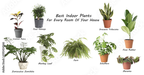 Set of best house plants on white background photo