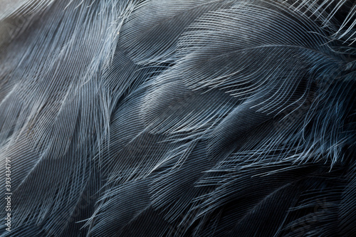 bird plumage
