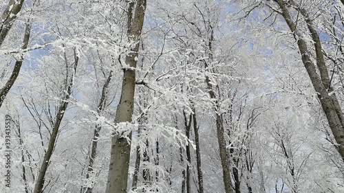 Snowflakes falling on tree branches.