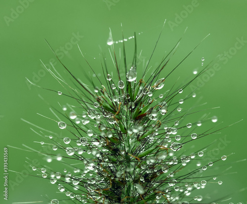 Morning dew on a spikelet, close up