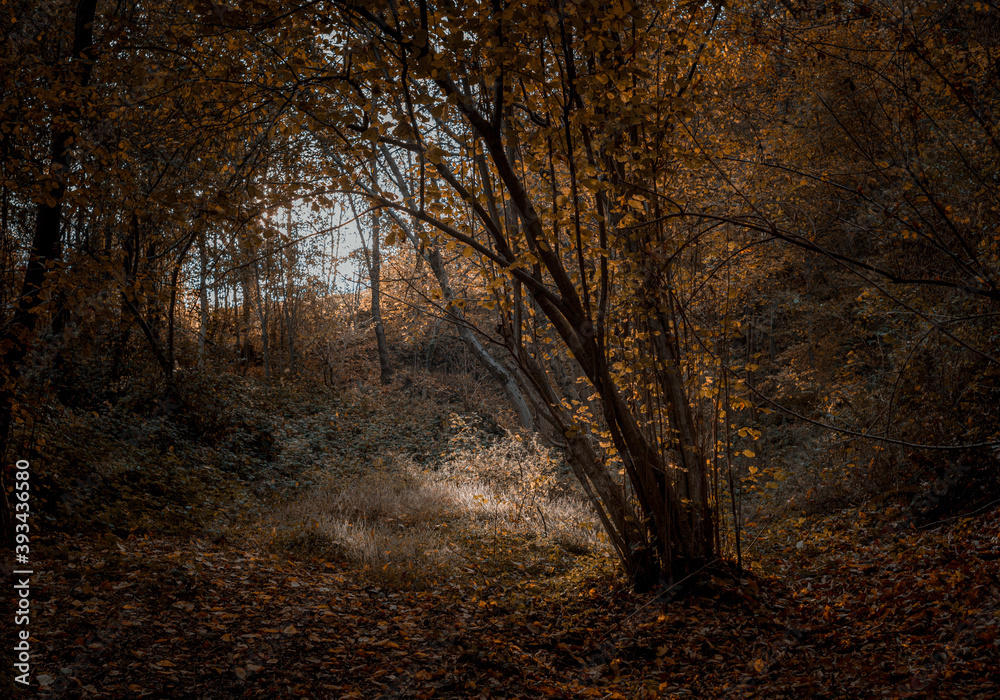 Fototapeta premium colori caldi