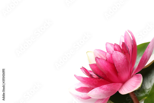 Beautiful blooming pink lotus flower with leaf on white background  closeup