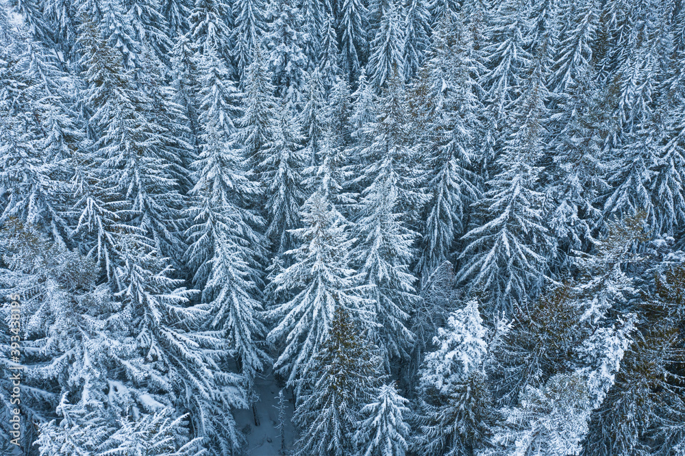 snow covered branches of trees snow covered branches of trees