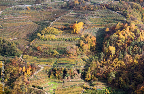 colori d'autunno nei vigneti terrazzati della Val di Cembra, Trentino