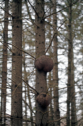 Un broussin sur le tronc d'un arbre photo